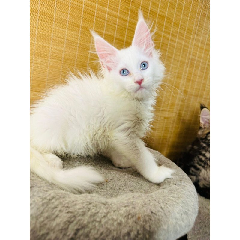 Maine Coon Melissa