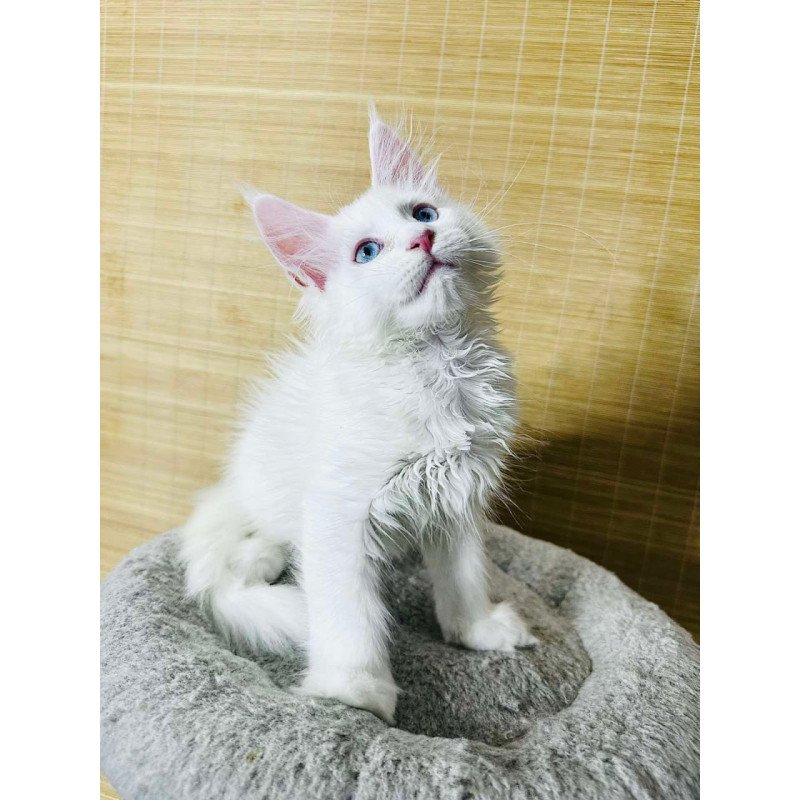 Maine Coon Melissa