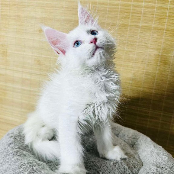 Maine Coon Melissa