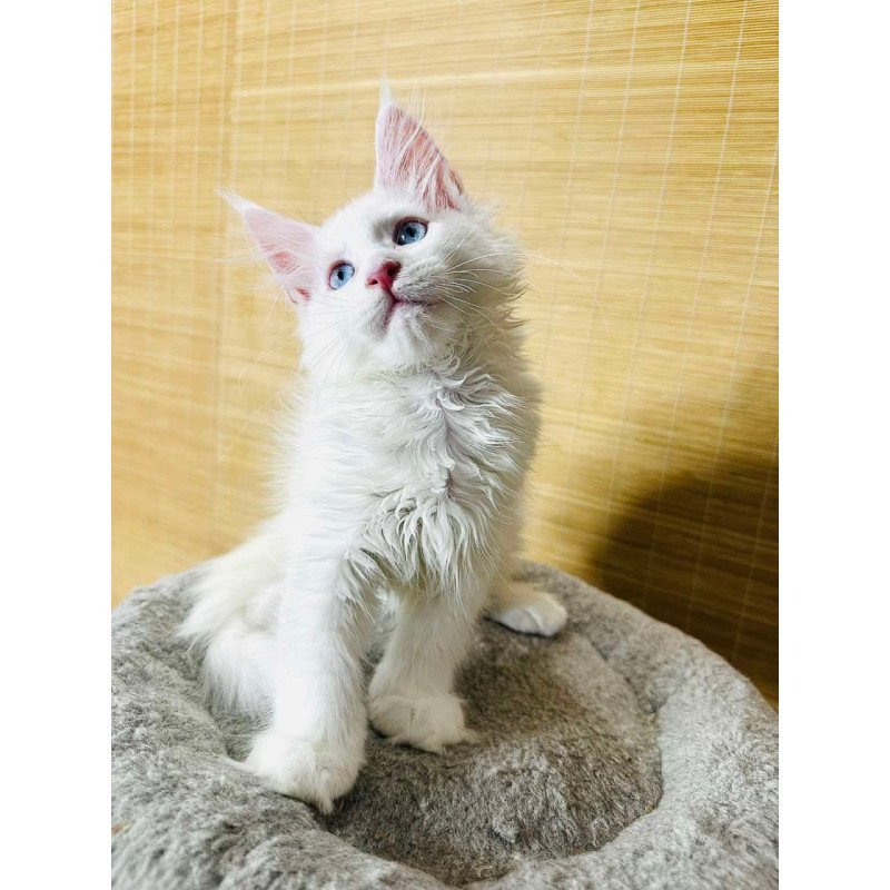 Maine Coon Melissa