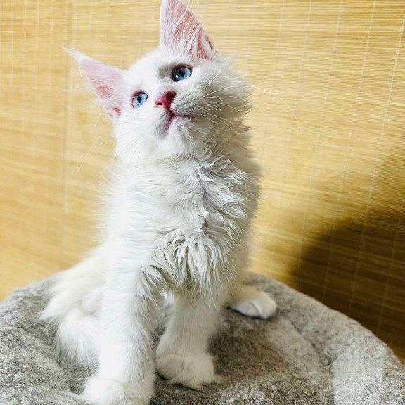 Maine Coon Melissa
