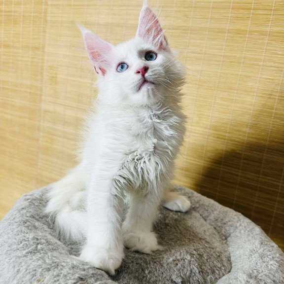Maine Coon Melissa