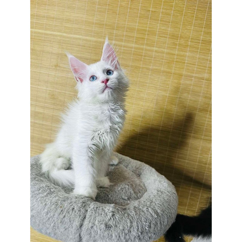 Maine Coon Melissa