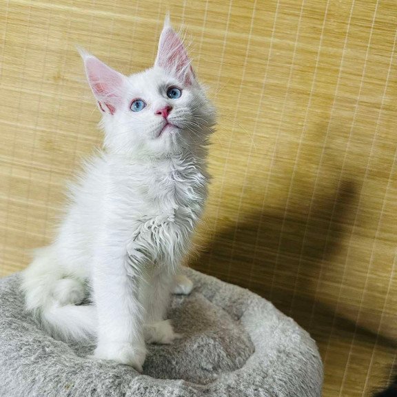 Maine Coon Melissa