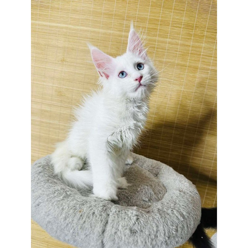 Maine Coon Melissa
