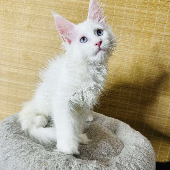 Maine Coon Melissa