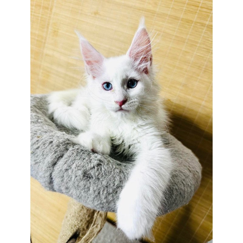 Maine Coon Melissa