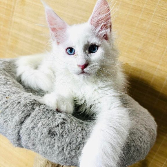 Maine Coon Melissa
