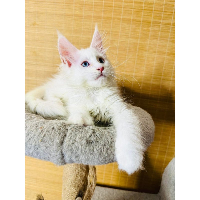 Maine Coon Melissa