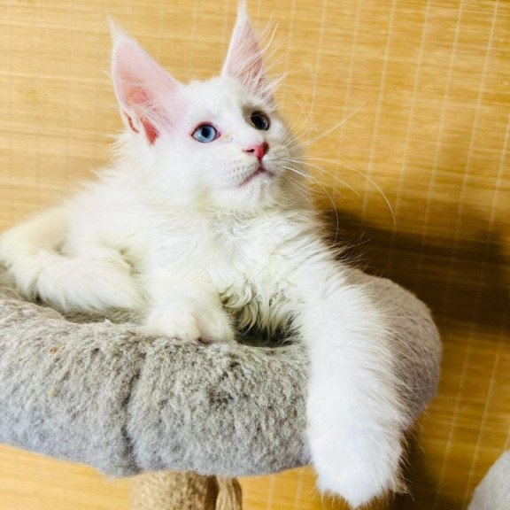 Maine Coon Melissa