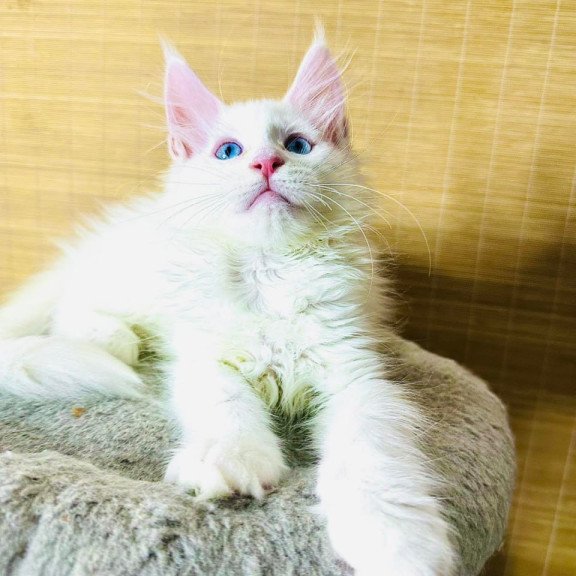 Maine Coon Melissa