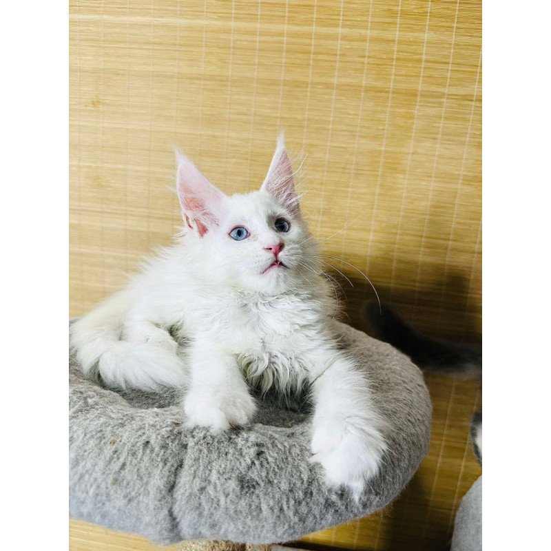 Maine Coon Melissa