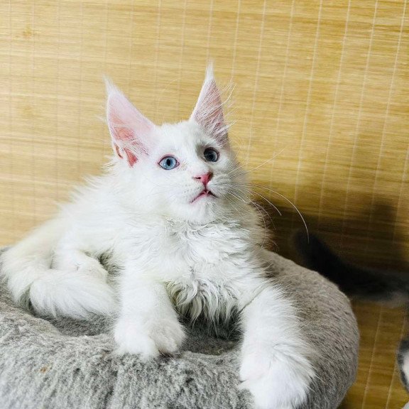 Maine Coon Melissa
