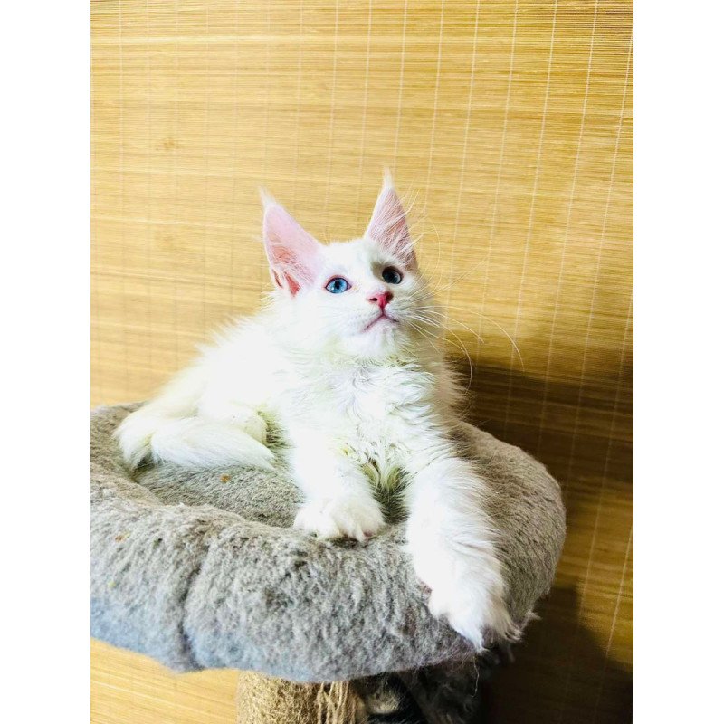 Maine Coon Melissa