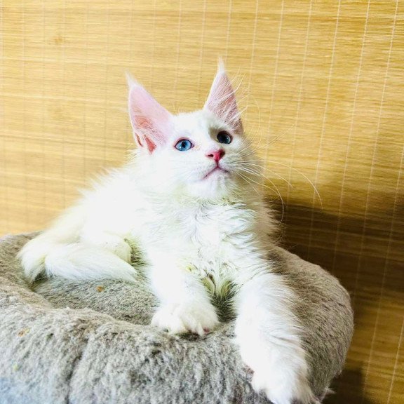 Maine Coon Melissa