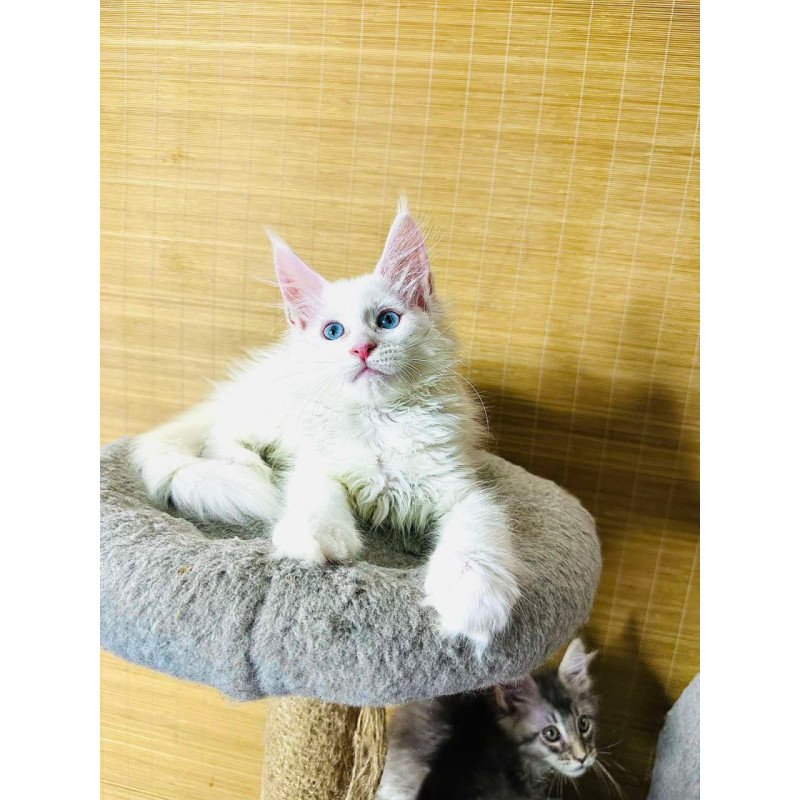 Maine Coon Melissa