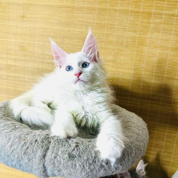 Maine Coon Melissa