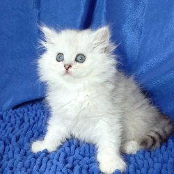 Persian Regina