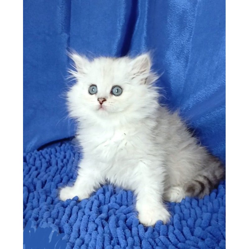 Persian Regina