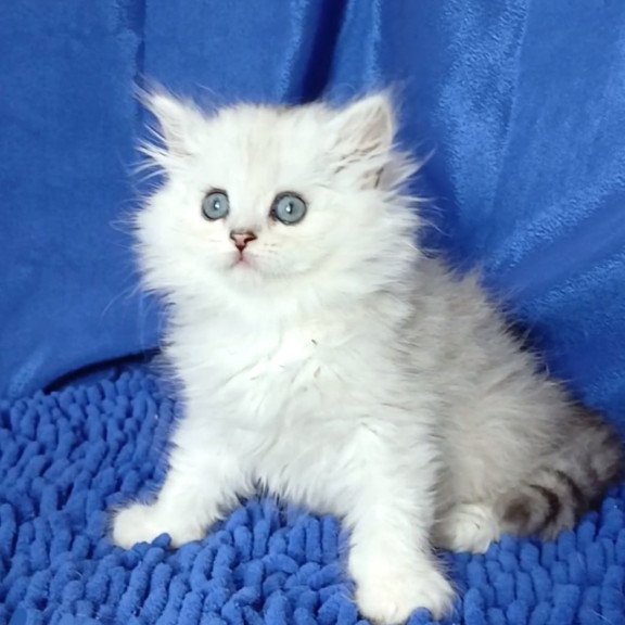 Persian Regina