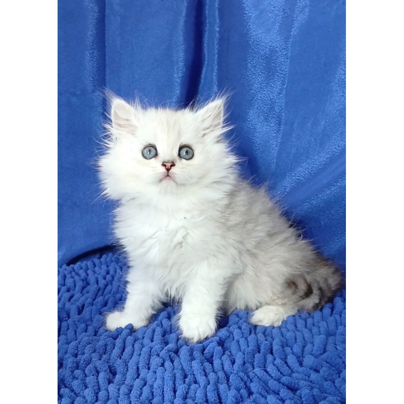 Persian Regina