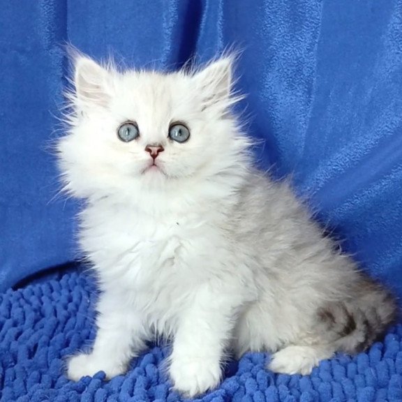 Persian Regina