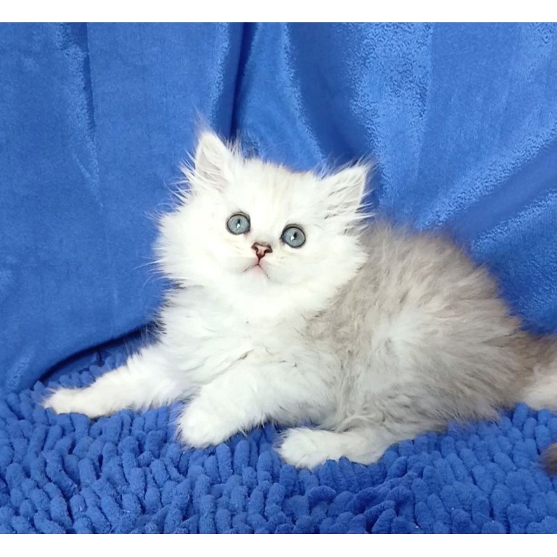 Persian Regina