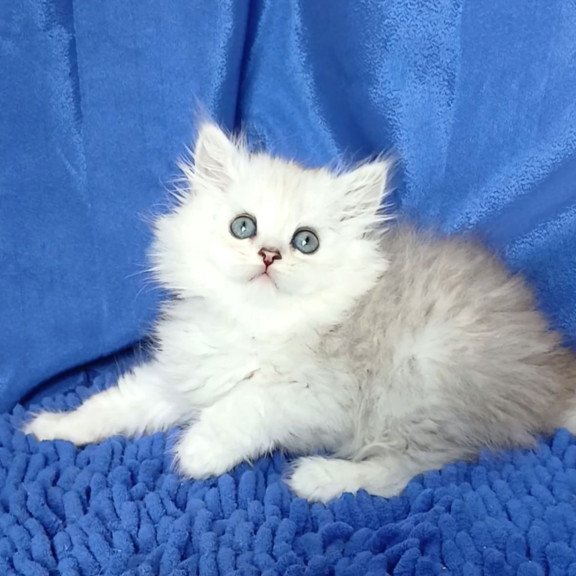 Persian Regina