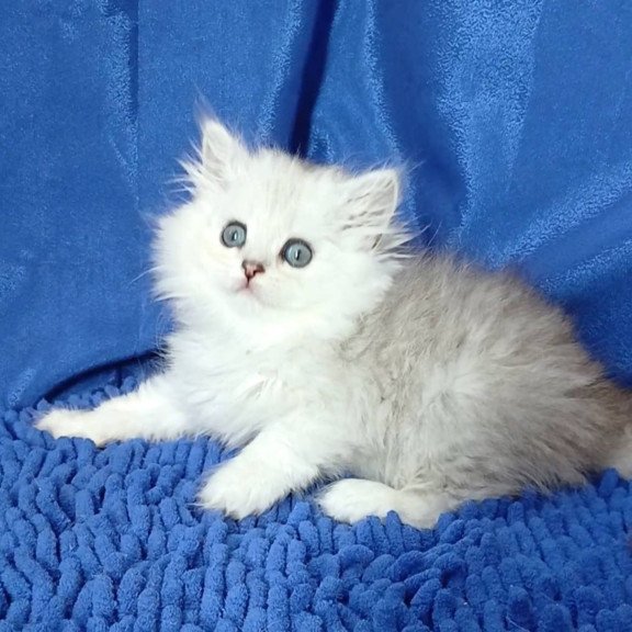 Persian Regina