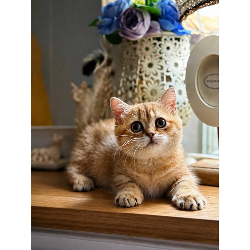 Munchkin Ziva