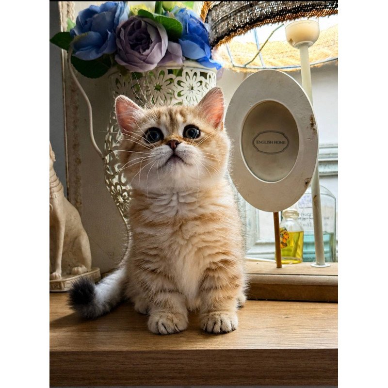 Munchkin Ziva