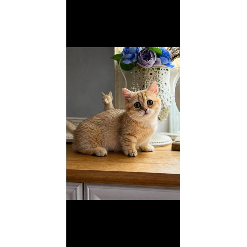 Munchkin Ziva