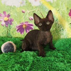 Devon Rex Irma