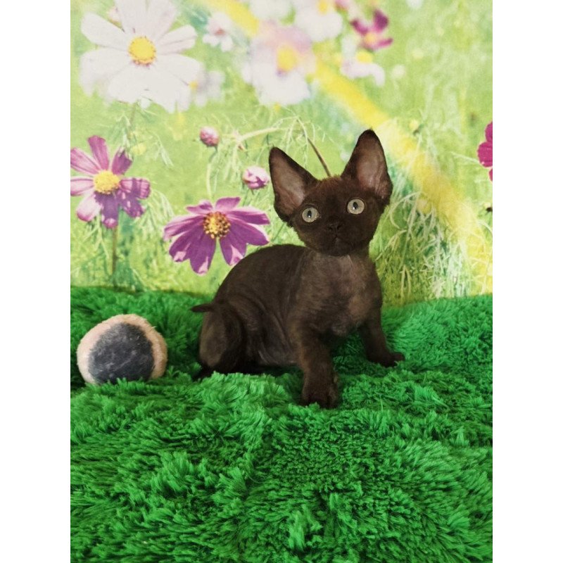 Devon Rex Irma
