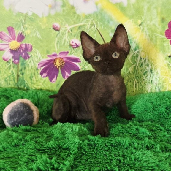Devon Rex Irma