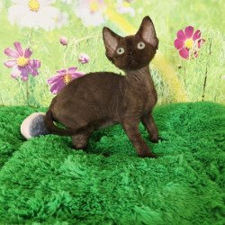 Devon Rex Irma