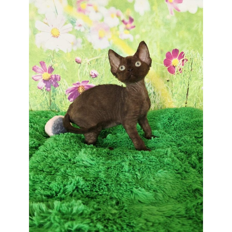 Devon Rex Irma