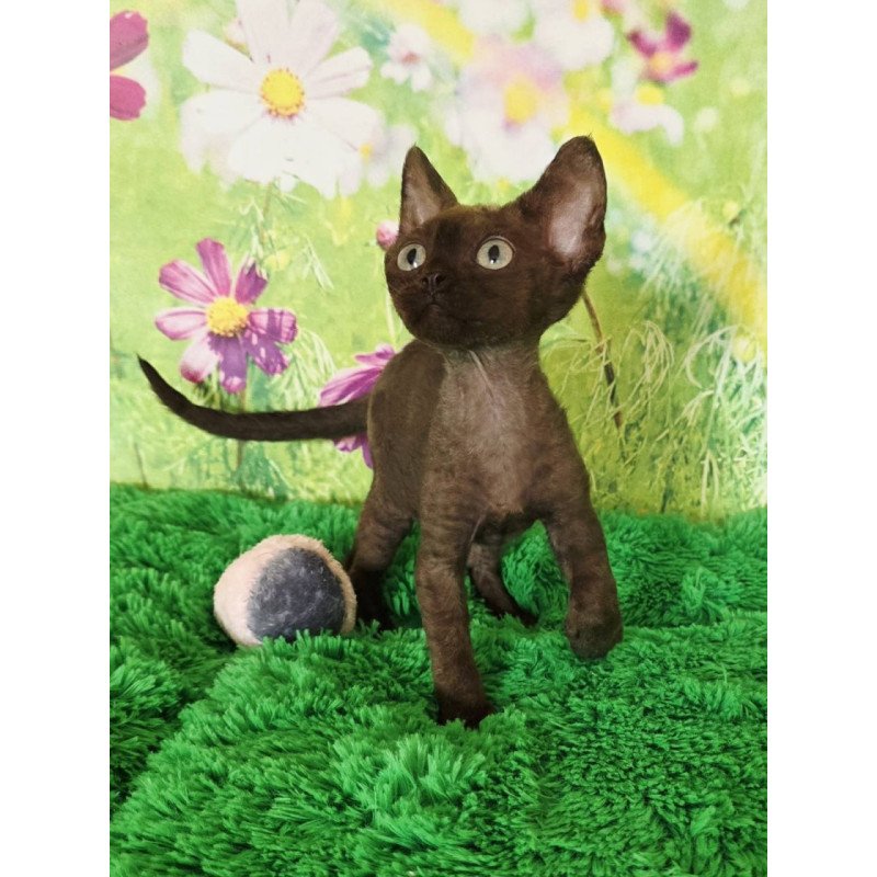 Devon Rex Irma