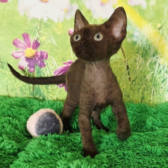 Devon Rex Irma