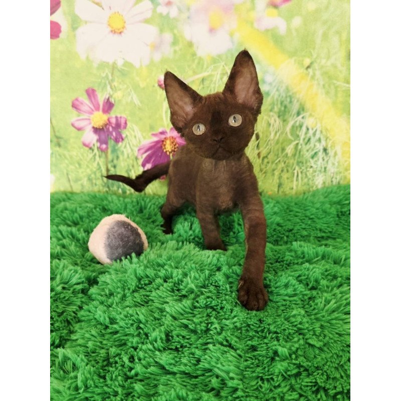 Devon Rex Irma