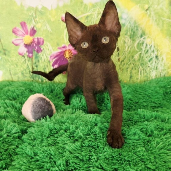 Devon Rex Irma