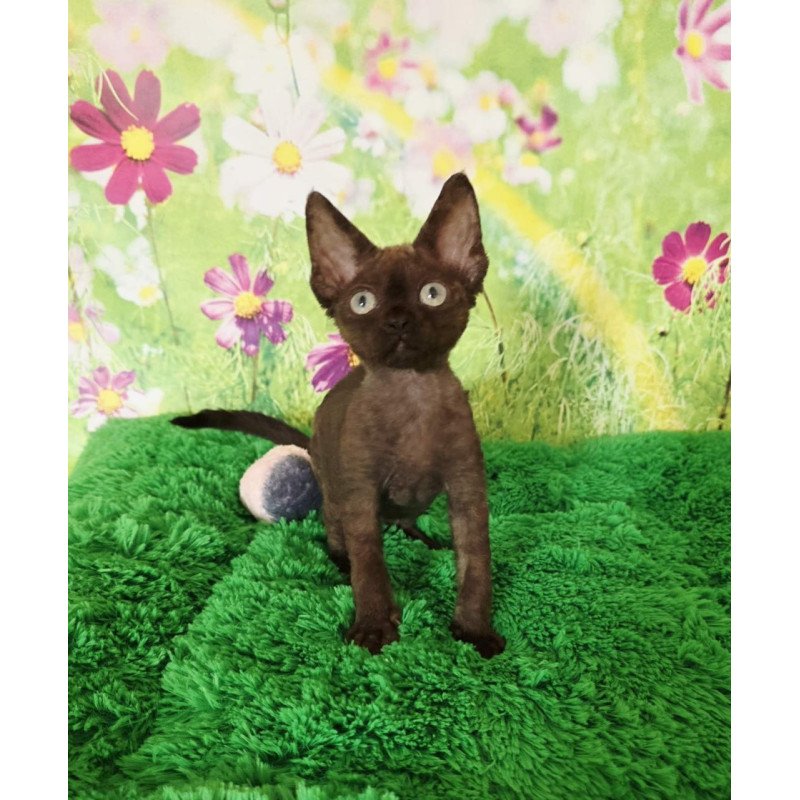 Devon Rex Irma