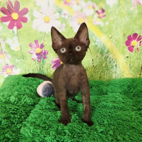Devon Rex Irma