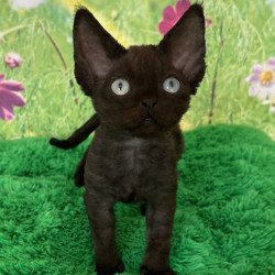 Devon Rex Inky