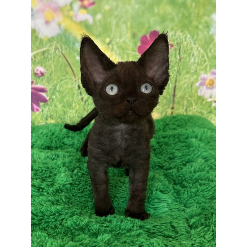 Devon Rex Inky