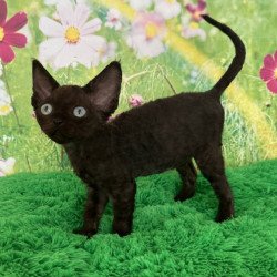 Devon Rex Inky