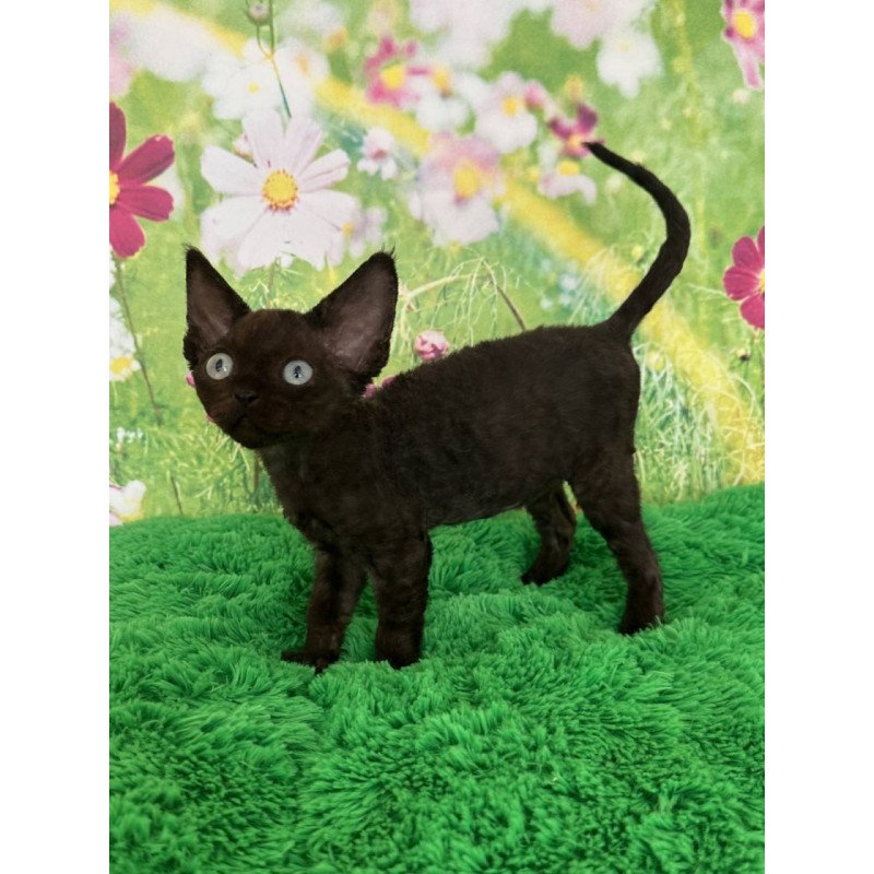 Devon Rex Inky