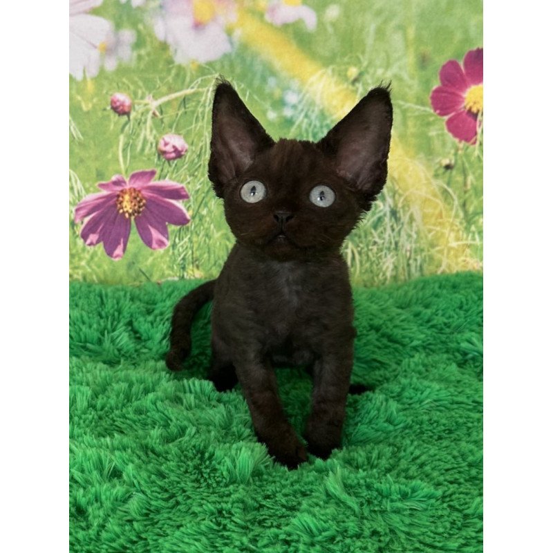 Devon Rex Inky