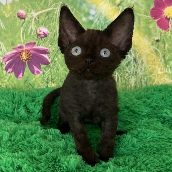 Devon Rex Inky