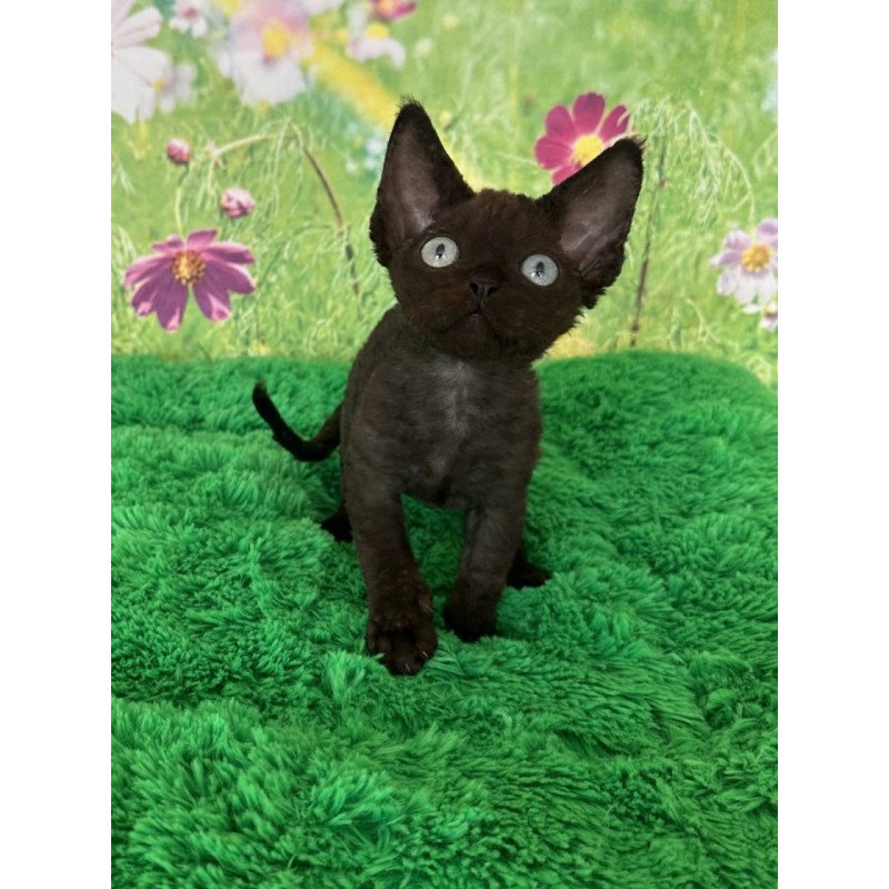 Devon Rex Inky